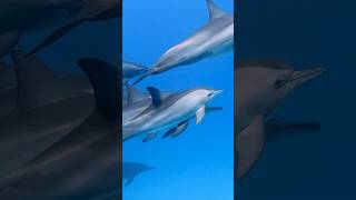 We need these 3 things to save the ocean… #oceanconservation #ocean #savetheocean
