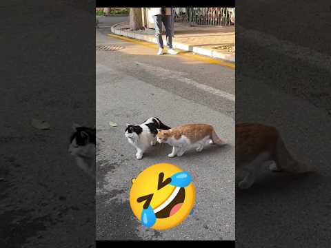 Funny Cat! 😂🔥😂 #funny #shorts #shortvideos #shortsfeed #ytshorts #youtubeshorts #viralvideo