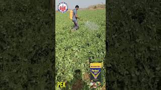 How to Maximize Pea Crop Yield? | Jaipur Farmer’s Testimonial with Gayatri Perfect Plus #rajasthan
