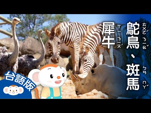 【看樂樂TV學臺語】非洲動物:犀牛、花條馬、鴕鳥｜小行星樂樂TV