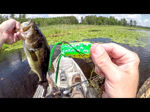 Let's Catch Some Frog Bass!