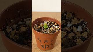 Growing Cactus From Seeds | Cactus Time Lapse Growth | From Seed Cactus Collection tour 2023