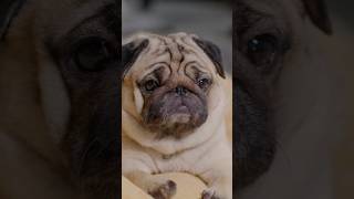 4 Signs A dog Upset At You #facts #petfacts