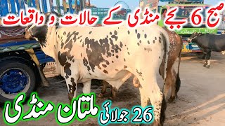 Today New Multan Cow Mandi Fresh Latest Update | Cholistani Sahiwal Bachre | Cow Mandi 2025🔥