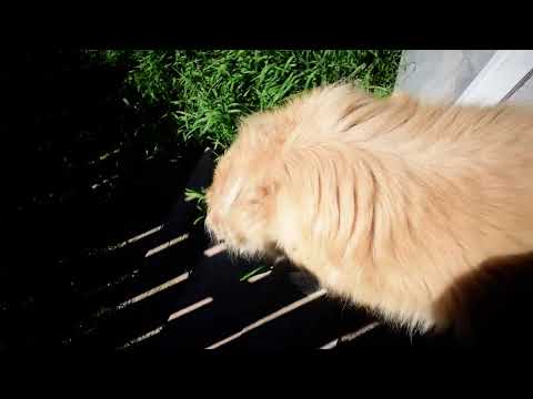 Just the Dogs in the Backyard and Nice Scenery - June 8, 2025
