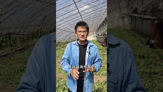 夏至，棚室土壤消毒正当时，要做好这几点！ 夏至来临，棚室土壤消毒不可忽视！ #乡村守护人 #来抖音学农技  #农业种植 #话说夏至 #夏至