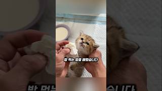 아기 고양이 세 마리의 첫 배변 훈련