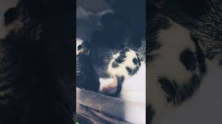 雨降りの中、路頭に迷ってた野良猫保護#Stray cat parent-child protection