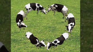 6 cows