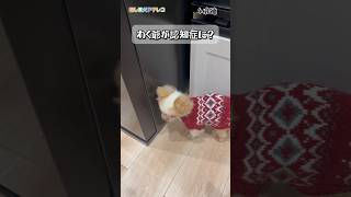 【わく爺が認知症に？】#shorts #老犬 #dog
