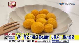 "超小"愛文芒果!外觀如葡萄 皮薄.籽小.果肉細緻│中視新聞 20250524