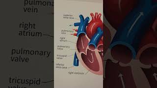 HOW BIG IS THE HUMAN HEART? #bigheart #hearthealth #healthyheart #healthylifestyle #healtheducation