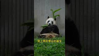 7 26早上雨中营业的宝贝疙瘩#大熊猫福宝