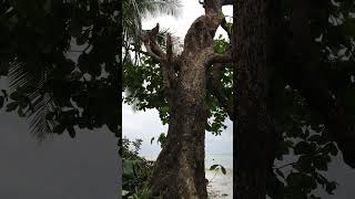 Gigantic tree trimming #treetrimming #bigtree #nature #naturesounds #island #islandlife #freshair