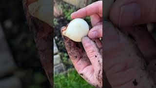 🌷How to plant Tulips and other bulbs  #garden #gardening #gardeningtips #flowers #tulip #planting