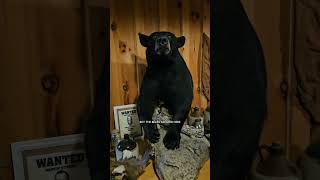 Az compared to a WV black bear #narrowayhomestead #offgridlife #aslandog #boz #blackbear