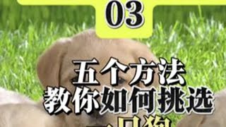 养狗劝退指南（3）#新手养狗 #新手养猫 #幼犬到家 #养狗经验分享