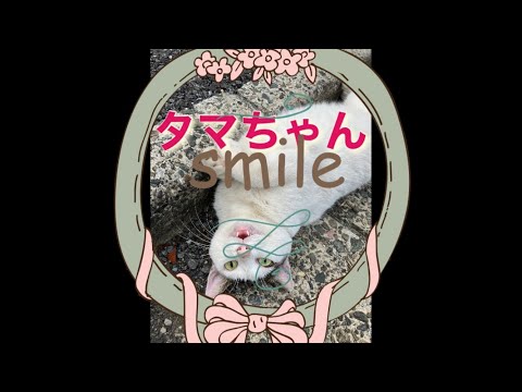 白黒のタマちゃん地域ネコ