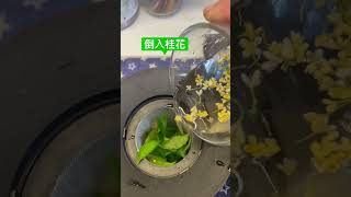 #shorts 香草系列：泡一杯桂花馬鞭草香草茶，太好喝了#Verb#香草 #香草茶 #植物 #plants #種植 #花園 #garden #桂花