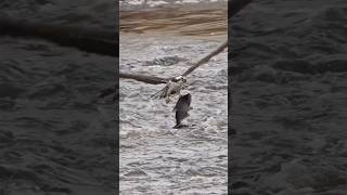 Osprey battles wind,rough waters, & huge fish & beats them all !! Copyrighted Sony A1ii + FE 400-800