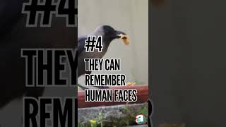 5 Fun Facts About Crows!