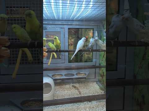 Short Trip at Pet Smart for Kid activities #petsmart #kidsvideo #kidsfun #petslover #kids