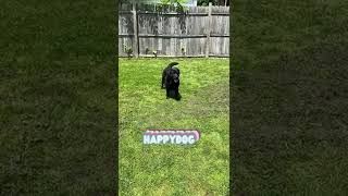 Sweet black lab is just happy to be here! ❤️ Good girl Luna ❤️ #dog #youtubeshorts #happy #blacklab