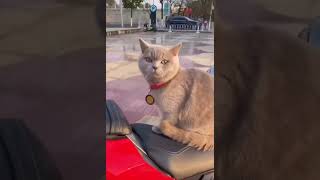 ￼ My ride or die ￼cute ..#cat #catsofinstagram #catstagram #cats_of_instagram #love #partymode