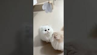 Fluffy Cat Fun!  #fluffycat #cutecat #catsoftiktok #funnycat #catlife #adorable #floofycat