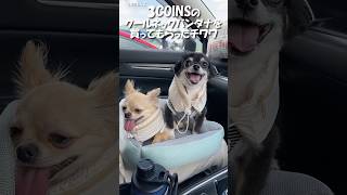 Keep your Chihuahua comfortable with 3COINS' Cool Neck Bandana [My Dog] #shorts #mydog #chihuahua