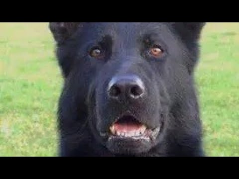 Rabies is a preventable viral disease most often transmitted through the bite of a rabid animal. 