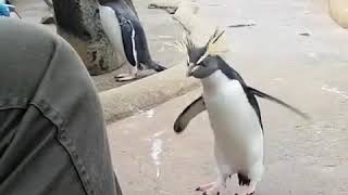 Penguin dancing alone, jokes funny laugh