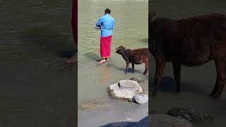 GANGA WORSHIP at Rishikesh🕉 Will Calf Get a Share?