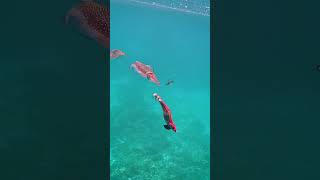 Squidding #squidgame #squid #squidfish #greatbarrierreef #ocean #popular