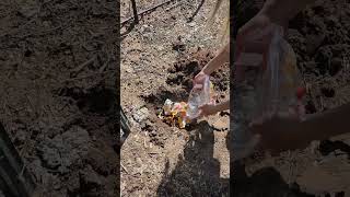 Burying KITCHEN SCRAPS - an easy way to COMPOST #shorts