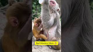 "Bad Monkey Mom 😞 #monkey  #shorts