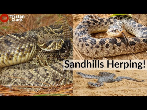 Insane Georgia Snake Hunting: Eastern Diamondback Rattlesnake, Hognose Snakes And More!