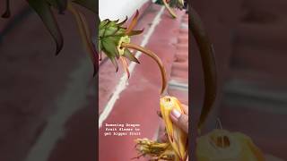 Removing Dragon fruit flower #electronicmusic #nepalivlog #flowers #dragonfruitflower #removal