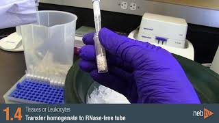 Monarch Total RNA Miniprep Protocol Video