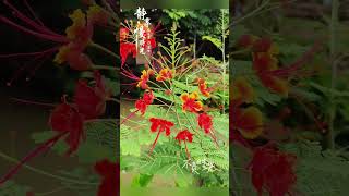 10 flowers #lifechanyuan #Internationalfamily #secondhome