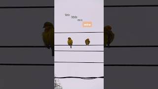 Two Birds