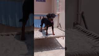 #rottweilerdog #viralvideo #dogbreed #trendingshorts #youtubeshorts #punjabi #topquality #instagram