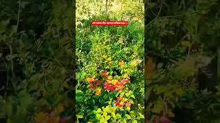 এই আমলটি অনেক ফজিলত🤲🤲🌺🌹🌹 #sortvideo #foryou #vairalvideo #reels #abufarhanmedia 🤲🌺🌺😥😥🕋🕋