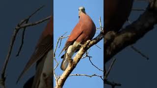 #Dove #Tree #Nature #Animal #Bird #Insect #Shorts #Wildlife #Jungle #Forest #Subscribe #HoorTv