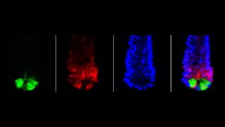LYSOZYME SOX9 MOVIE B desktop