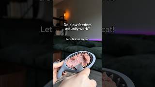 Do Slow Feeders ACTUALLY Work? 🧐 Let’s Test! #cat #catasmr #slowfeeder #catshorts #catvideos #cute