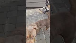 Backyard Adventure  #americanbullyxl #americanbully #bullybreed #dog #dogbreed