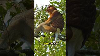 This Jungle Animal Has the Weirdest Nose Ever! 🌴🐒