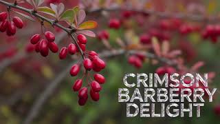 Barberry: The Superfood You Didn't Know You Needed #rek#video#berberine 