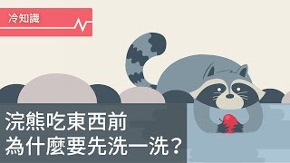 浣熊吃東西之前會洗一洗，真是潔癖嗎？